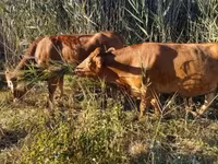 Vaca, Simmental cattle — foto 5