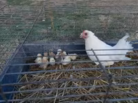 Chickens — photo 1