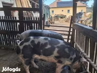 Boar, Пьетрен — photo 2