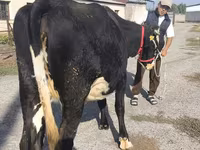 Krowa, Russian Black pied cattle — zdjęcie 8