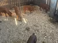 Boar — photo 3