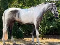 Cheval, Chevaux — photo 1