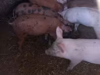 公猪, Pigs — 照片 3
