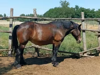 母马, Horses — 照片 3