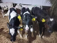 Touro, Simmental cattle — foto 5