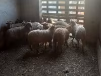 母羊, Racka sheep — 照片 5