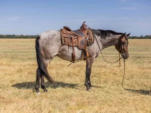 Caballo, Quarter Horse