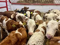 Rinder (Partie, Geschlecht nicht angegeben), Simmental cattle — Foto 1