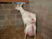 Nőstény kecske, Saanen goat — 4. fotó