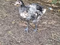 Australorp — zdjęcie 3