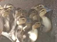 Ducks — Foto 1