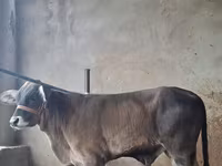 Toro, Brahman — foto 3