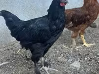 Chickens — الصورة 2