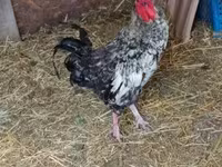 Chickens — zdjęcie 1