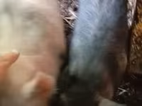 Säue, Вьетнамская вислобрюхая — Foto 1