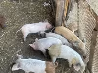 Sow, Pigs — photo 1