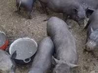 Süldőanya, Sertések — 3. fotó