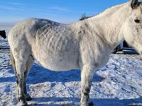 Horse (M), Alter Real — photo 5