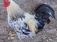 Chickens — फ़ोटो 4