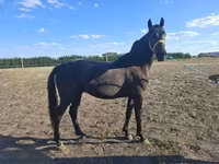 Horse (M), Nonius horse — photo 1