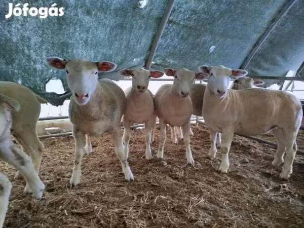 Juh, Ile-de-France sheep