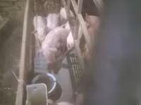 Pigs (batch, sex not specified), Pigs — photo 1