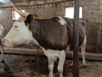 Tehén, Simmental cattle — 4. fotó