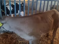 Bika, Simmental cattle — 2. fotó