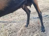 Ziege, Alpine goat — Foto 4
