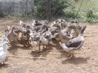 Geese — الصورة 5