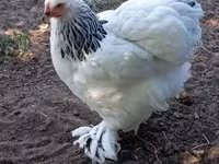 Brahma — photo 1