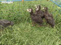 Turkeys — الصورة 3