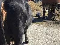 Vaca, Bovinos — foto 3