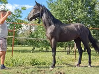 Cavalo, Nonius horse — foto 8