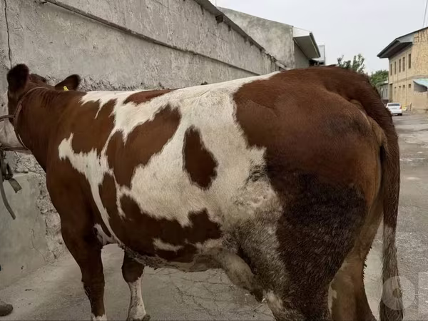 母牛, Simmental cattle