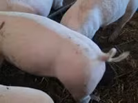Eber, Schweine — Foto 3