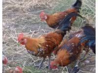 Chickens — photo 1