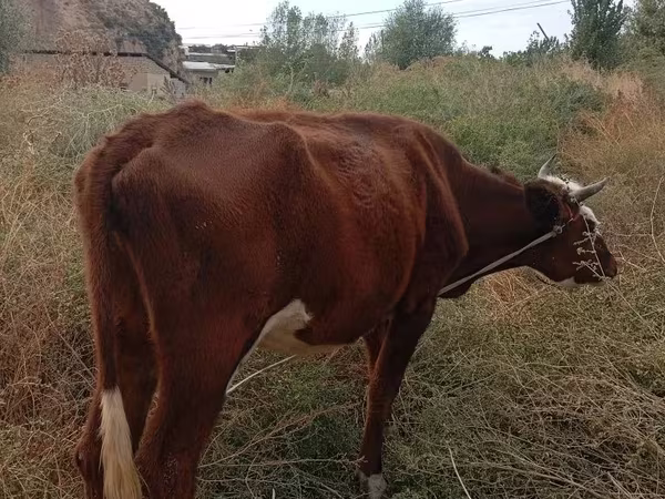 गाय, मवेशी