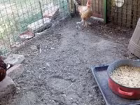 Chickens — 照片 4