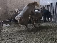 Beran, Arashan sheep — foto 8
