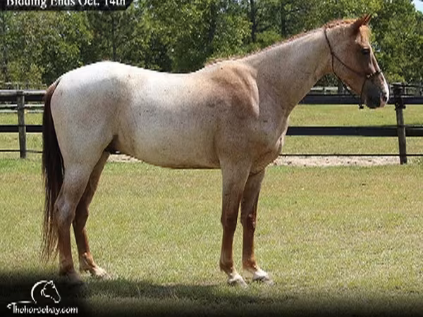 घोड़ा, Tennessee Walking Horse