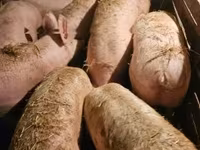 मादा सूअर, सूअर — फ़ोटो 4