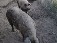 公猪, Мангалица — 照片 4