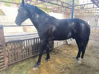 Hing, Friesian sport horse — 1. fotó