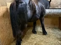 Kůň, Koně — foto 2