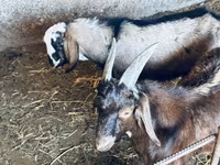 Billy Goat, Nubian Goat — photo 7