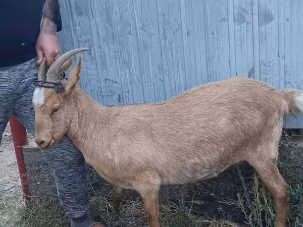 Ziegenbock, Ziegen — Ungarn