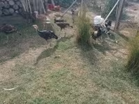 Turkeys — الصورة 4
