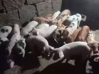 Boar, Pigs — photo 8