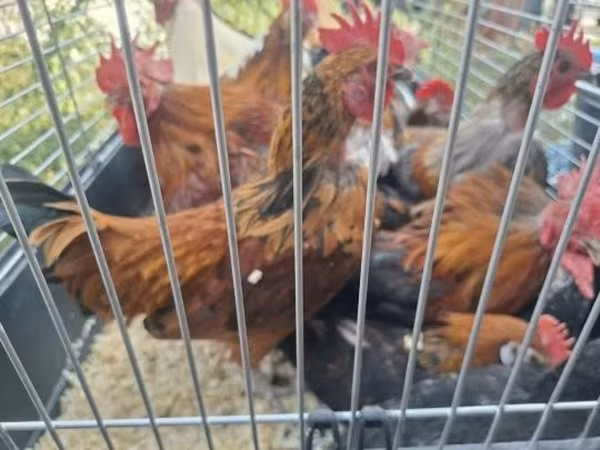 japán bantam